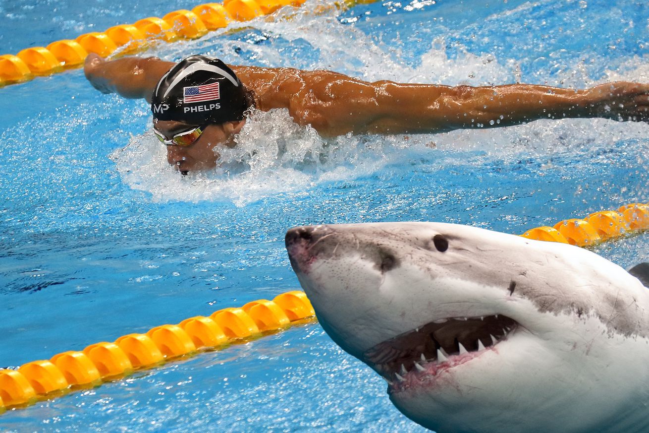 23 qat olimpiya çempionu köpək balığı ilə yarışacaq